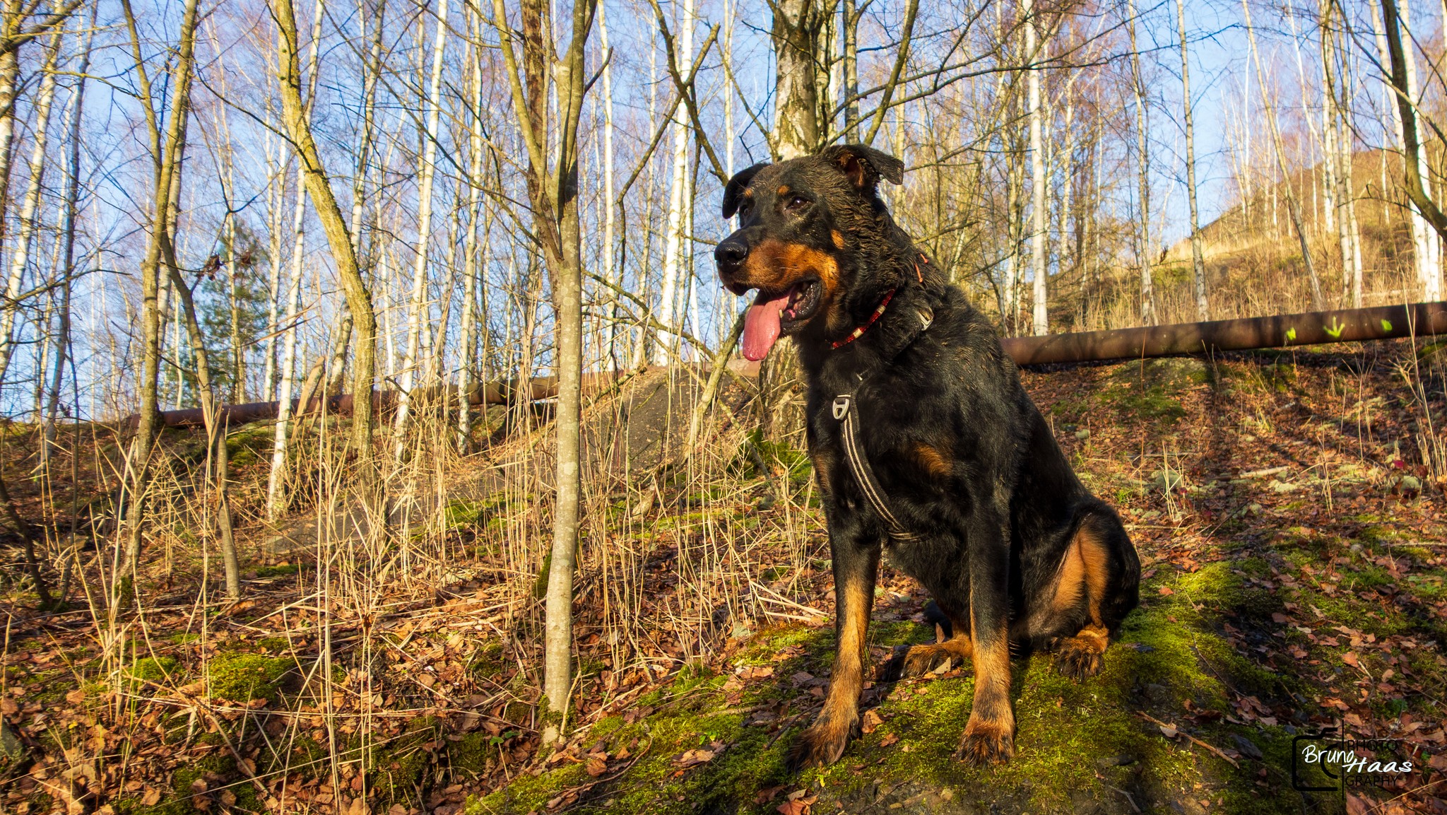 Challenge strike a pose